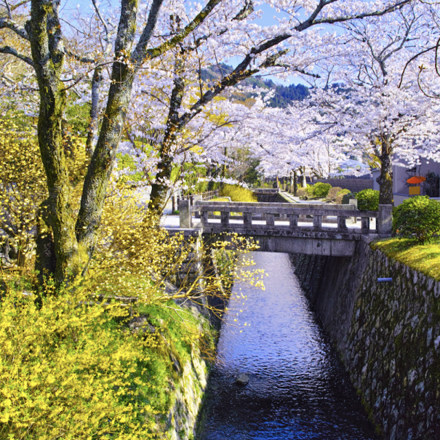 春の京都観光おすすめ５選